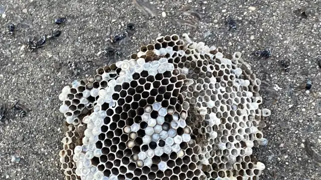 24hr Emmaculate Exterminating inc — Far Rockaway