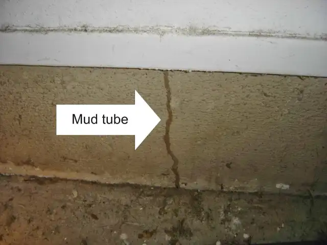 A North Texas Termite Specialist — Fort Worth
