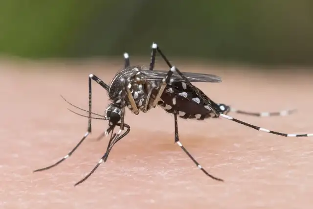 Bite Away Termite and Pest Control Inc — Escondido