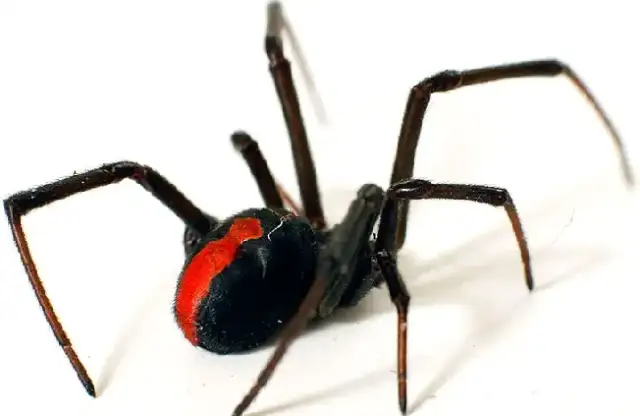 Above & Beyond Pest Control — Eustis