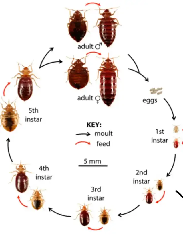 Advanced Bed Bugs & Pest Services — Fort Worth