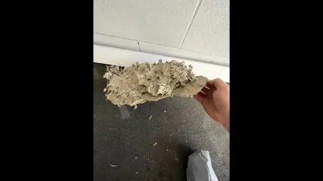 Am Pest Solutions — Selden