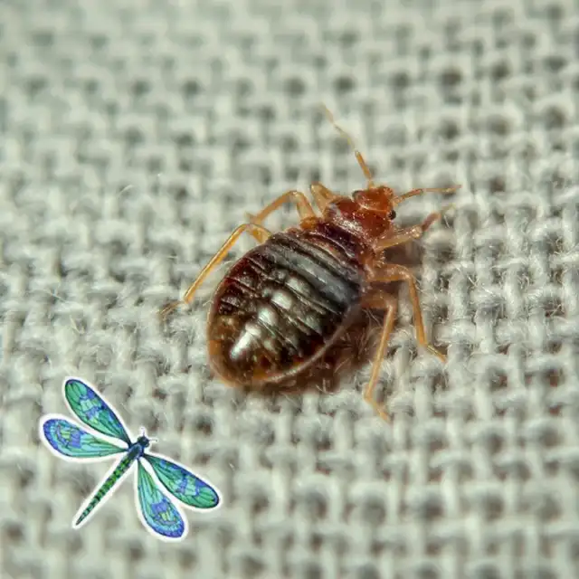 All Pest of Syracuse — East Syracuse