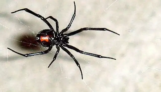 All Star Pest Control & Services — Fort Worth