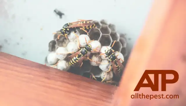 All The Pest Solutions — Lake Stevens