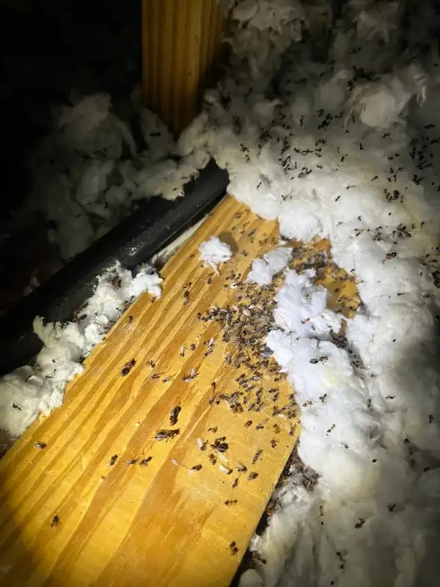 Alliance Pest Solutions — Fort Worth