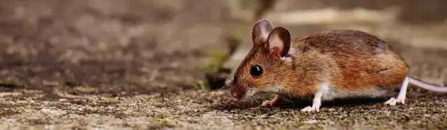 United Pest Management — Fuquay Varina
