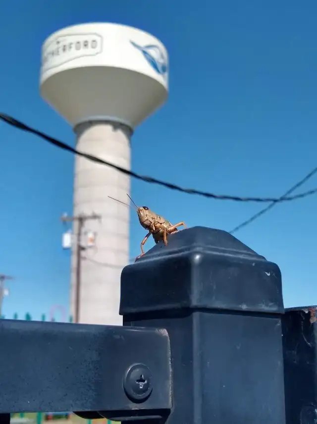 Assist Pest Services — Weatherford