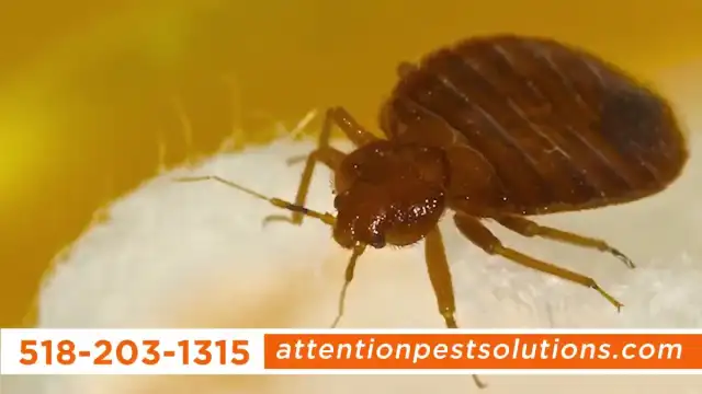 Attention Pest Solutions LLC — Ballston Spa