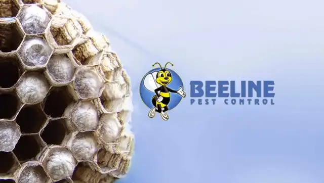 Beeline Pest Control Texas — Seguin
