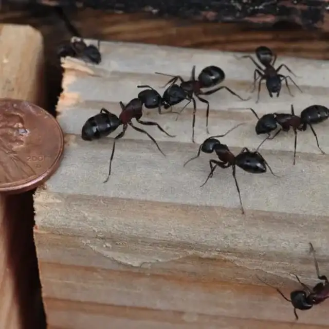 Bethwood Pest Elimination — Bethany