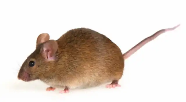 Blake's Pest Control Inc — Woodbridge