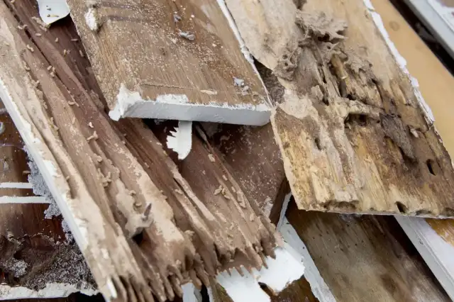 Brian Morris Prof Pest Management — Jupiter