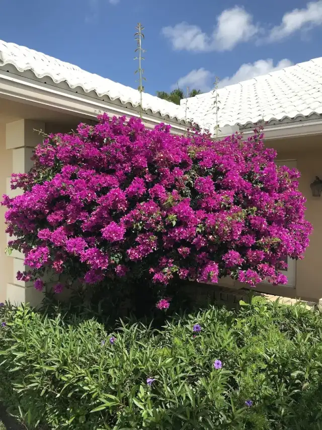 BT Environmental Pest- Lawn — Delray Beach
