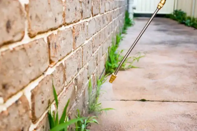 Bug Whisperer Pest and Termite — Fort Worth