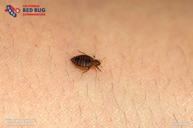 California Bed Bug Exterminators — Sacramento