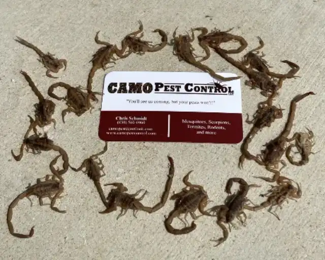 Camo Pest Control — New Braunfels