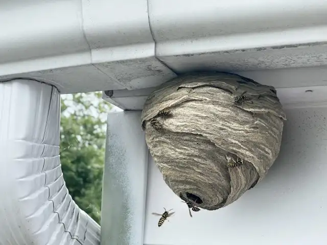 Capital City Pest Solutions — St Paul