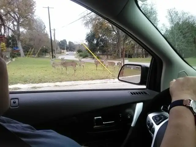 Comal Pest Control — New Braunfels