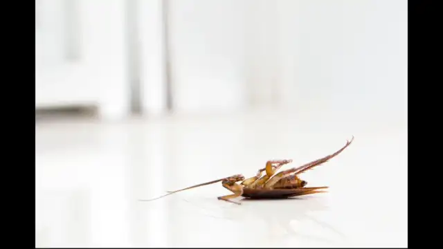 Crawford Pest Control — Jacksonville