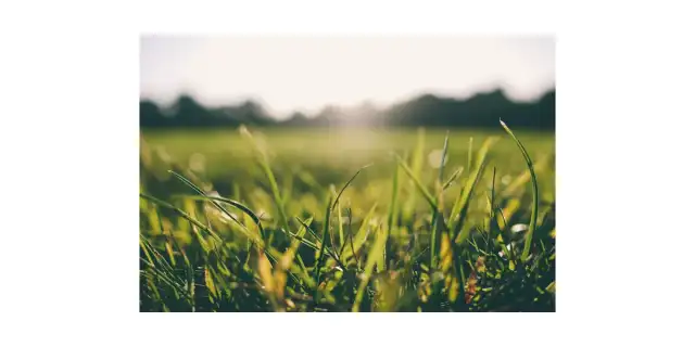 Cross Pest Control of Tampa — Thonotosassa