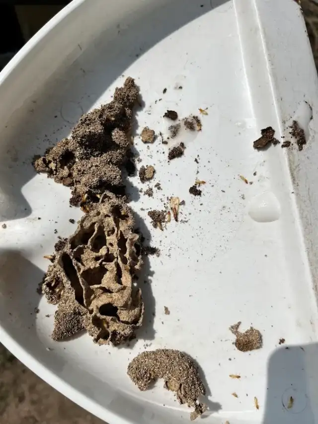 Deep Six Pest Control — New Braunfels