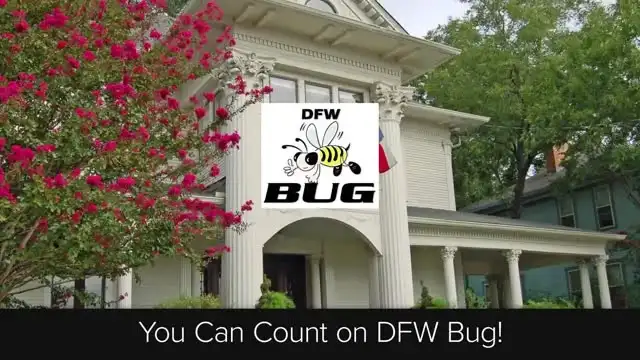DFW Bug — Fort Worth
