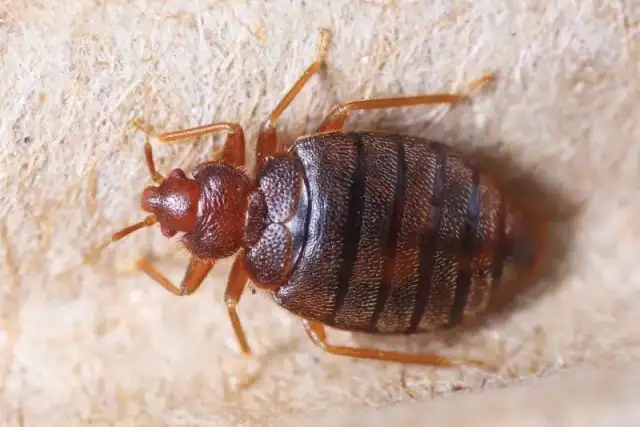 Doffdon Bedbug Exterminator — McKinney