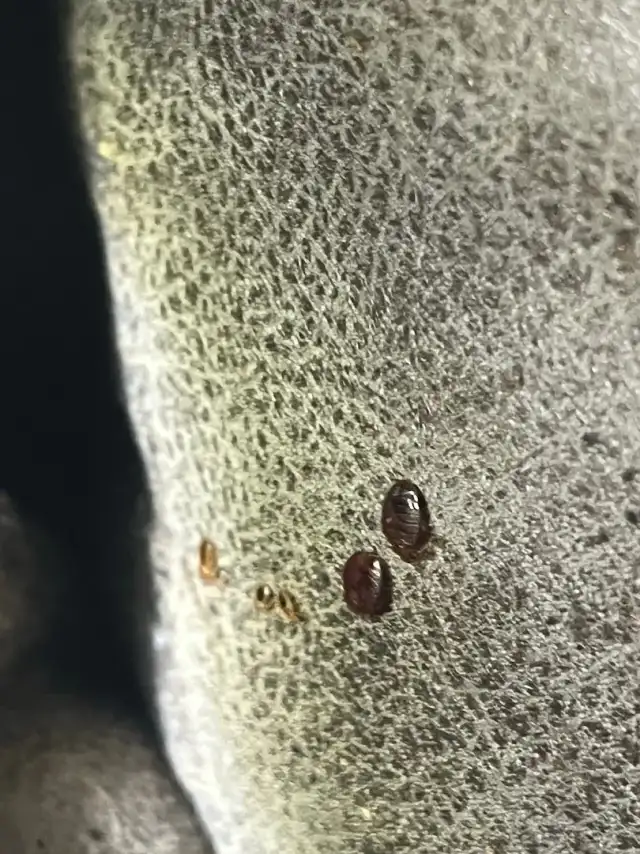 EcoForce BedBug Services — Hendersonville