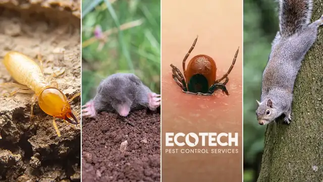 EcoTech Pest Control Services — Tampa