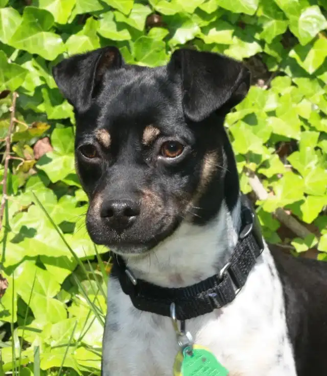 Elite K9 Bed Bug Hunters — Ashland