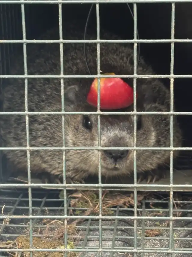 Elite Pest Solutions & Wildlife Trapping Inc. — Clifton Park