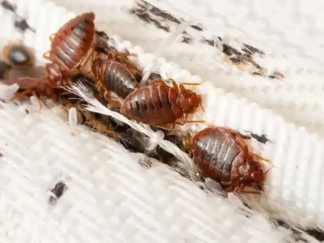 Extermify Pest Solutions — Richmond