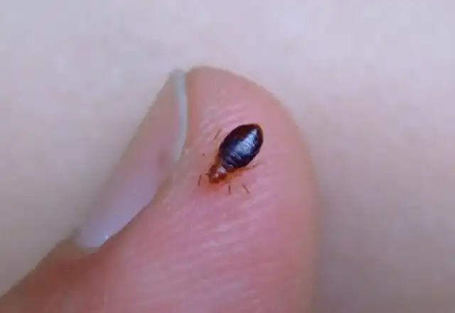 EZ Bed Bug Exterminator San Antonio — San Antonio