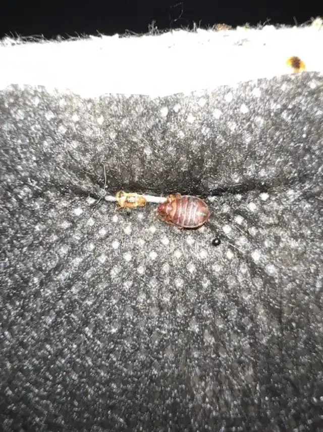FL Bed Bug Experts — Land O' Lakes