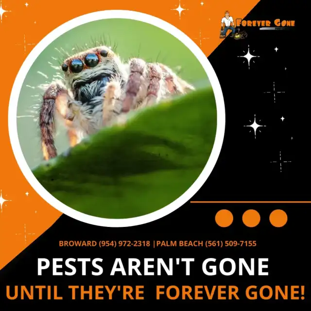 Forever Gone Pest Control — Margate