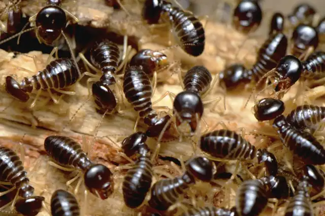 GAG Pest Control Inc — Orlando
