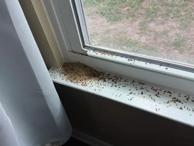 Gabriel & Sons Pest Control — San Antonio