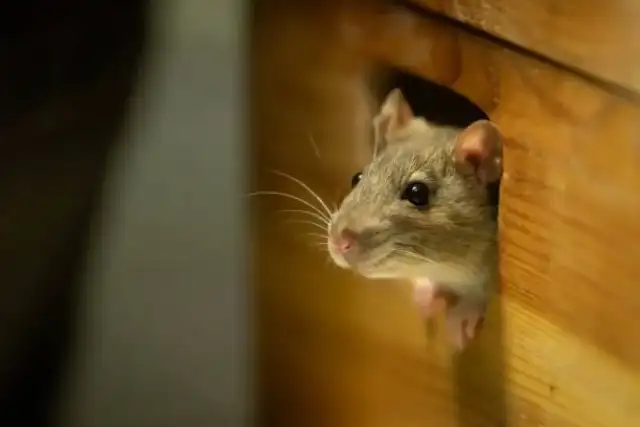 Green and Safe Pest Control — Fort Worth