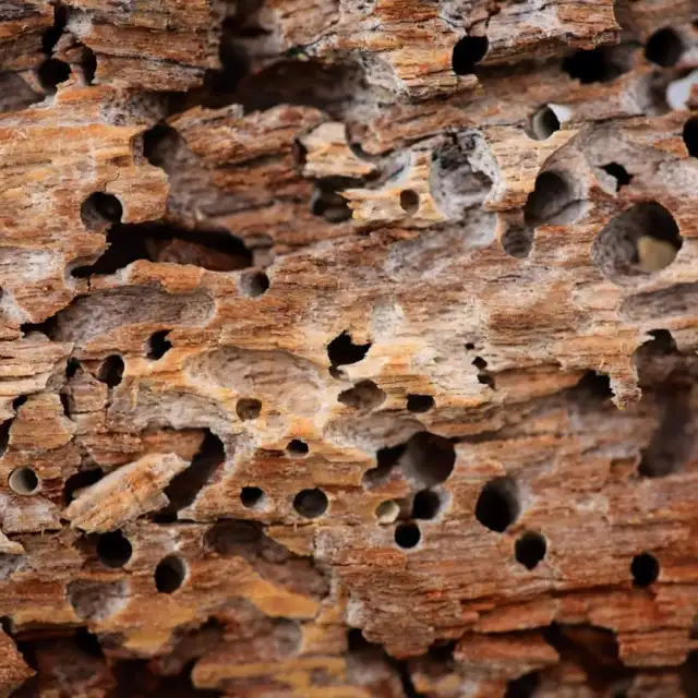Harrison Pest Services — Anahuac