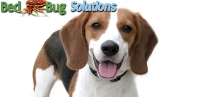 Bed Bug Solutions — Virginia Beach