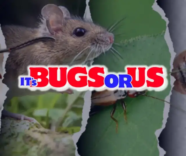 Its Bugs Or Us - Dallas — Dallas