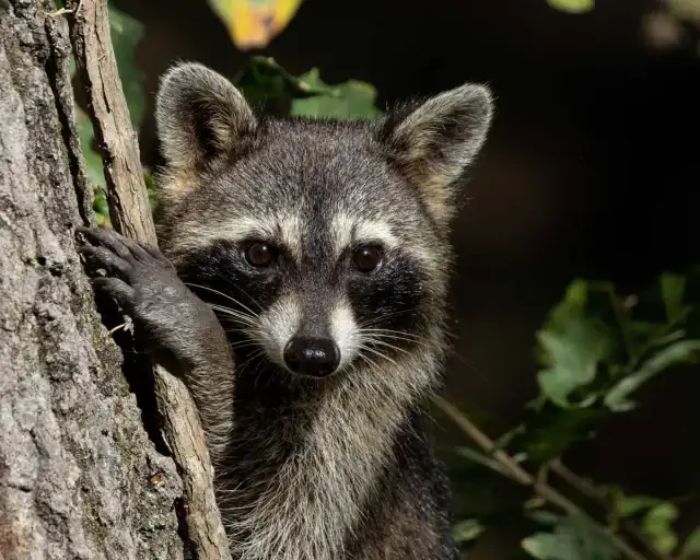 Soundview Wildlife Control — Madison