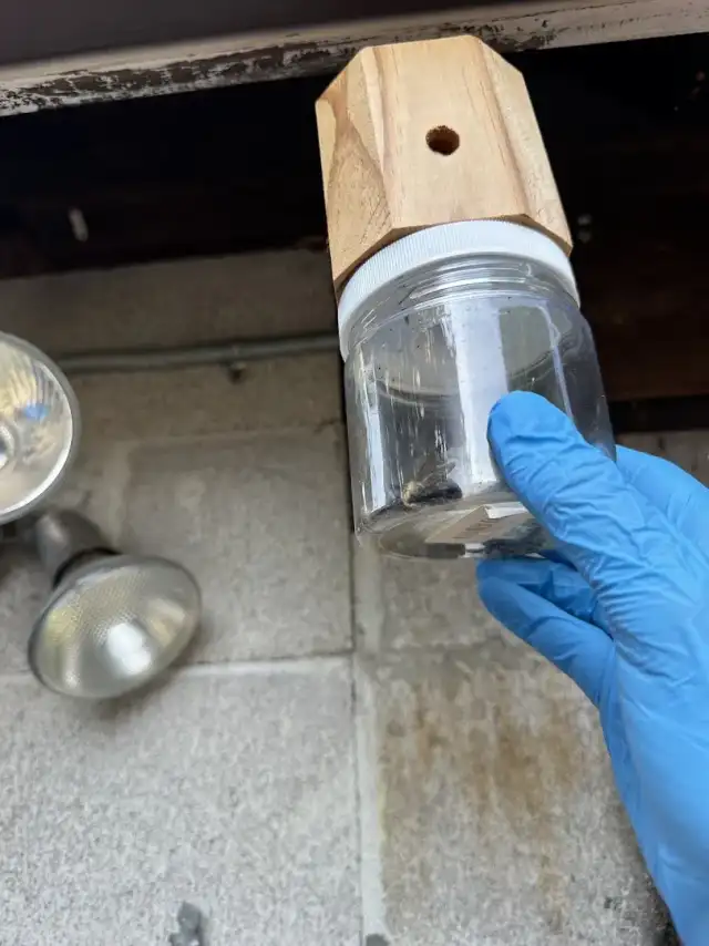 Knockout Pest Control — Shepherdsville
