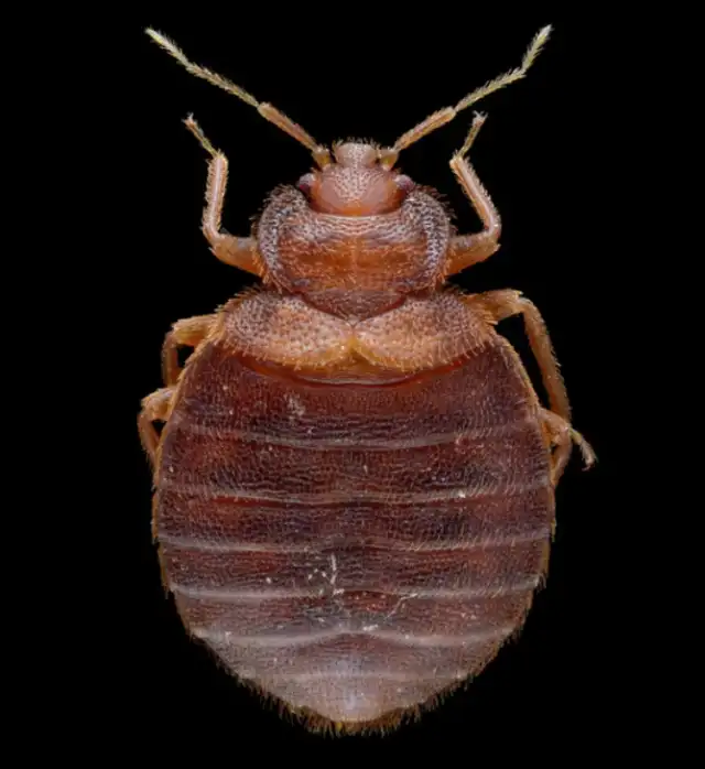 Long Island Bedbug Inspections — Garden City