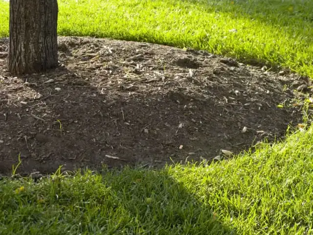 Lucas Tree Experts — Portland