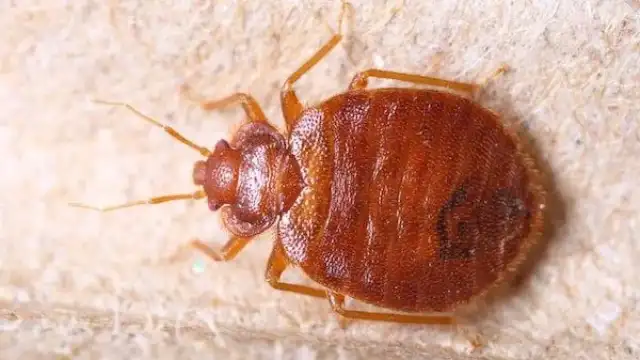 Maine Bed Bugs and Pest Control — Gray
