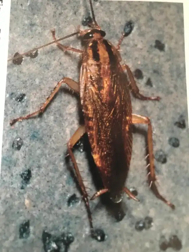 Maximo Termite and Pest Solutions LLC — Houston