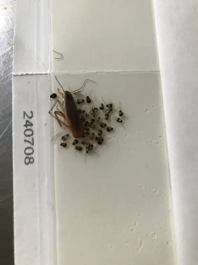 MC Pest Control Service Inc — Dallas