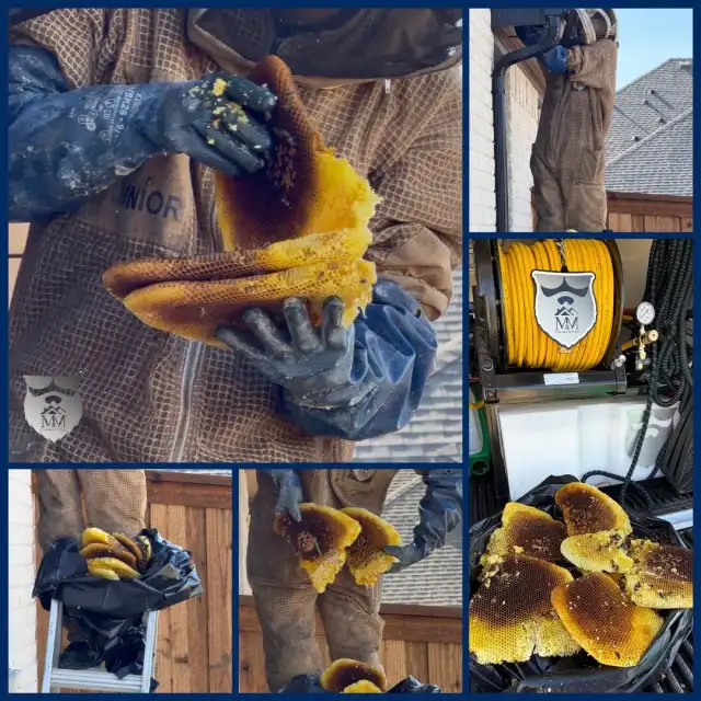 M&M Pest and Wildlife LLC — Dallas